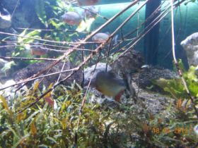 DSCN0460.JPG