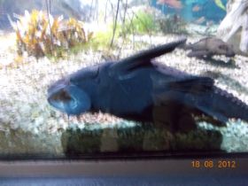 DSCN0528.JPG